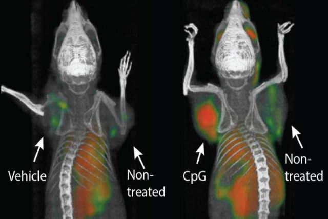 Nova terapia consegue eliminar todo rastro de cncer com linfoma em ratos