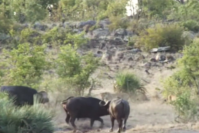 O dramtico momento em que bfalos afugentam uma manada de lees para salvar um beb elefante