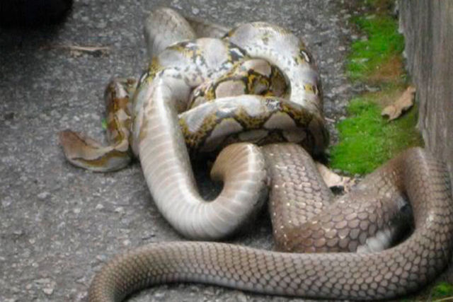 Sabe o que ocorre quando uma cobra-real de 3 metros tenta comer uma pton do mesmo tamanho?
