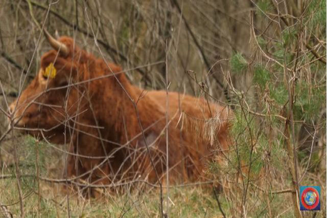 Vaca protagoniza fuga audaz, se esconde na floresta e se torna estrela das redes sociais