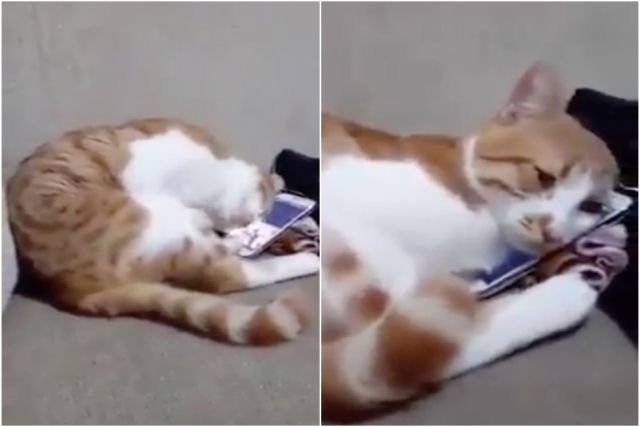 A comovente reao de um gato ao ver a imagem de sua recm-falecida humana no celular