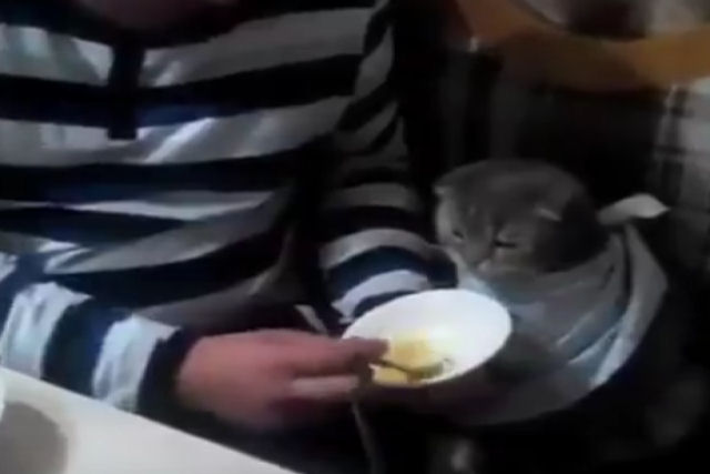 J viu um gato tomando sopa de colherinha?