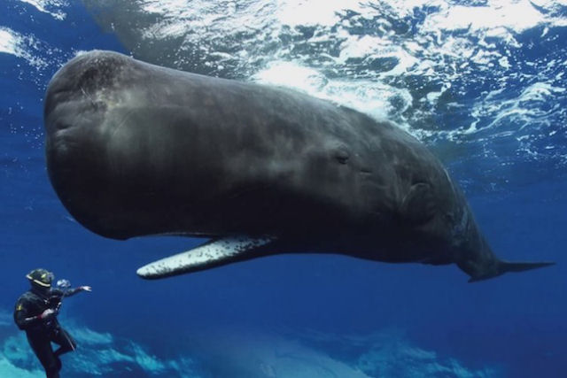 Incrvel gravao de cachalotes tentando se comunicar com mergulhadores usando rudos de clique