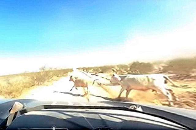 Uma dashcam registra a assustadora coliso entre um piloto de corridas e uma vaca a 180 km/h