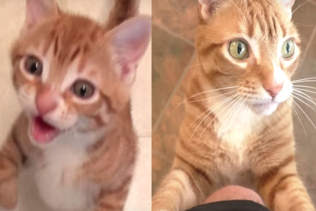 O antes e depois que far com que voc queira adotar um gato