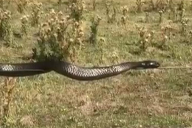 Equilibrismo animal: uma enorme cobra se equilibra em um arame de cerca