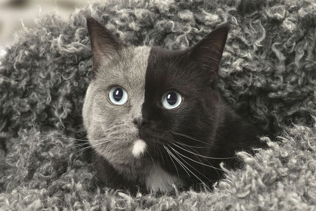 Conhea Narnia, uma rara gatinha de duas caras muito linda