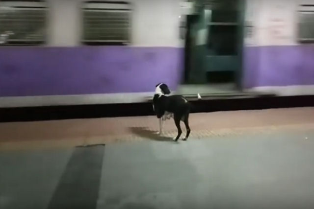 O surpreendente caso da cadela que espera o mesmo trem todas as noites