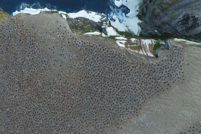 Cidade escondida com 1,5 milhes de habitantes: imagens areas revelam a maior colnia de pinguins do mundo