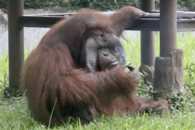 Um orangotango fumante cria polmica na Indonsia