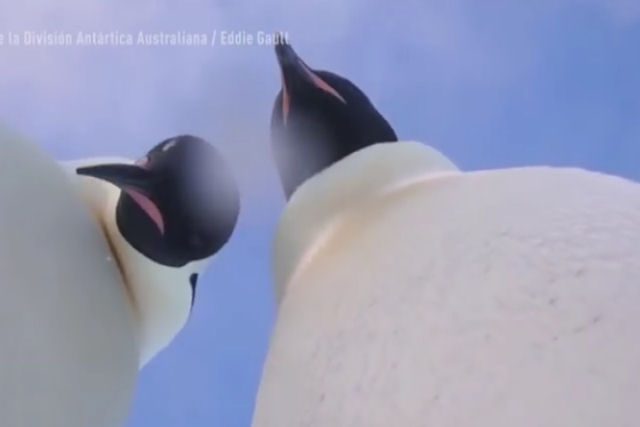 Dois curiosos pinguins da Antrtida acham uma cmera e fazem uma engraada selfie