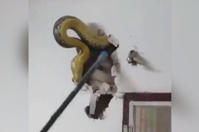 Tailands descobre uma enorme python de 4,5 metros na parede de sua casa