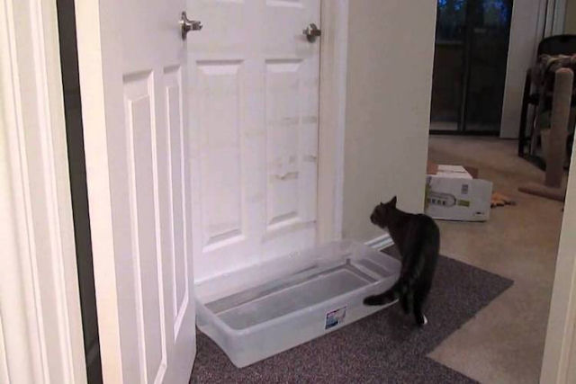 Gato determinado descobre como evadir uma armadilha para abrir uma porta