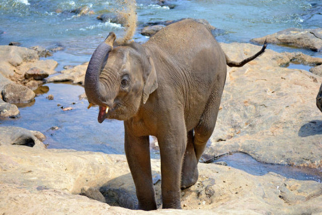Os elefantes acham que os seres humanos so fofos?: um elefantinho brincalho se senta no colo de uma turista
