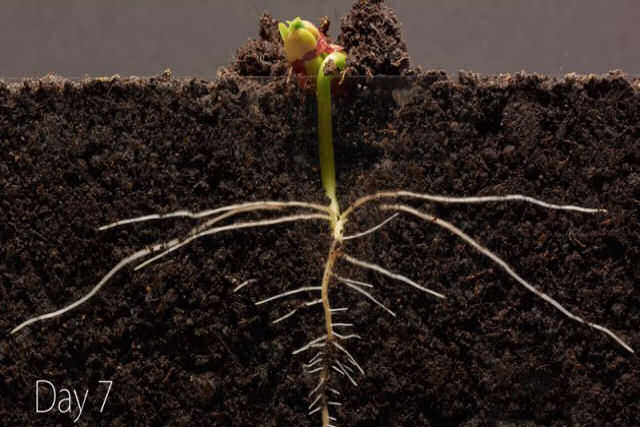 Um time-lapse de 25 dias mostra como  o desenvolvimento de uma semente de feijo na clssica experincia