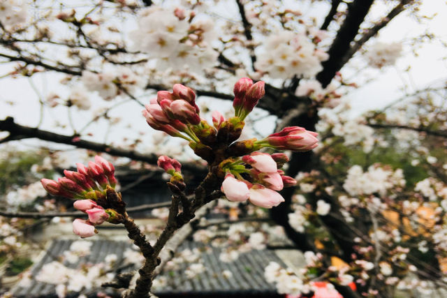 As cerejeiras em flor do as boas vindas  primavera na China com um dos maiores espetculos naturais da Terra