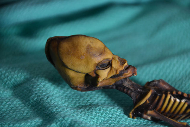 O ET minsculo encontrado no Atacama  na verdade uma menina mutante e diminuta