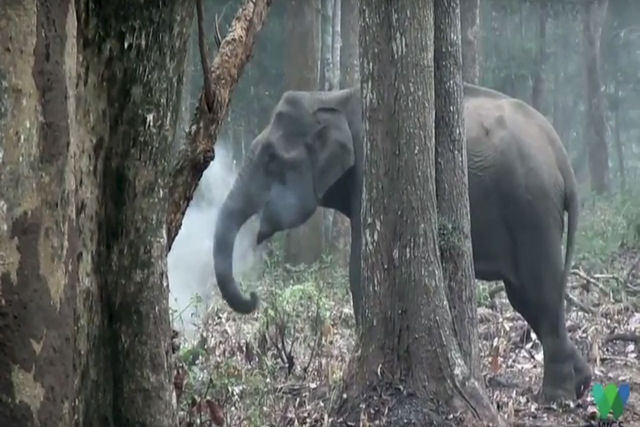 Estas imagens de um elefante soltando fumaça deixou os cientistas desconcertados