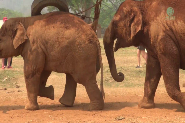 Babá elefante preocupada tenta convencer bebê brincalhão que é hora de comer