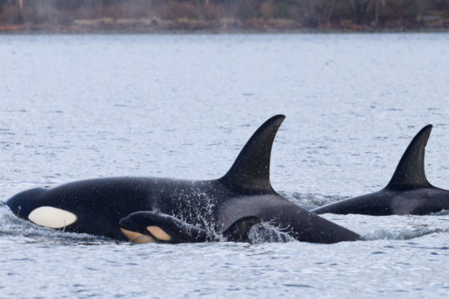 Cientistas observam horrorizados como uma orca mata um beb para poder cruzar com a me