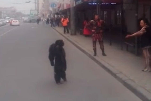 Enquanto isso na Rssia: chimpanz fujo passeia tranquilamente pelas ruas da cidade