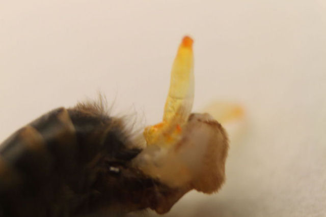 Isto  um pnis de abelha, e sua cpula com a rainha  to explosiva que morre ao terminar o ato