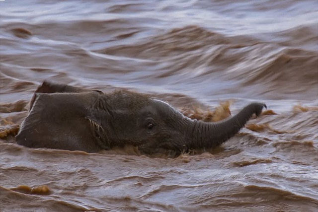 Esta cena de elefantes tentando cruzar as corredeiras de um rio com seus filhotes  de tirar o flego