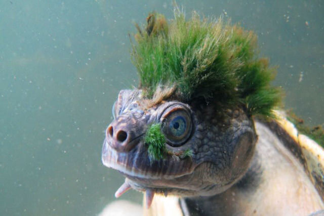 Esta rara tartaruga punk, que respira pelo traseiro, est em perigo de extino