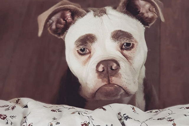 Esta  Madame Sobrancelha, a cadela mais triste da Internet