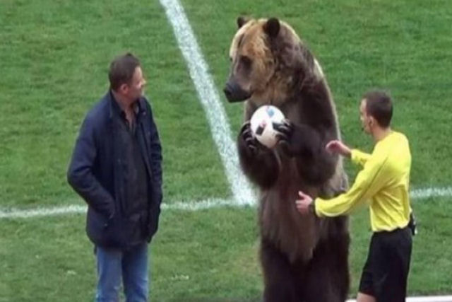 Um urso entregou a bola ao rbitro no polmico experimento russo antes da Copa