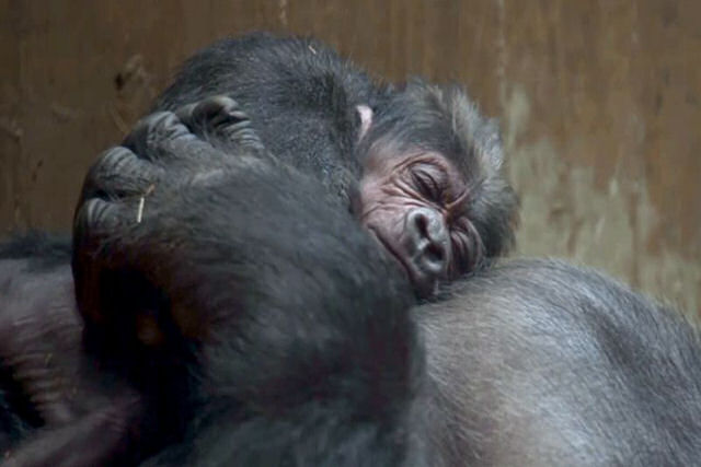 O nascimento de um beb gorila em perigo de extino  o vdeo que voc precisa para melhorar seu dia