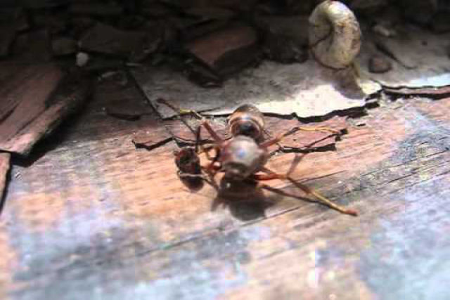 Gravam uma vespa decapitada pegando sua cabea no solo antes de empreender o voo