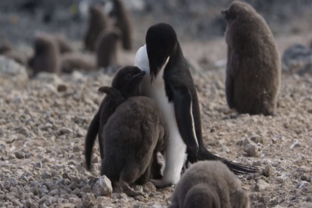Um pinguim chamado Steve descobre os desafios de ser pai no trailer de «Pinguins» da Disney