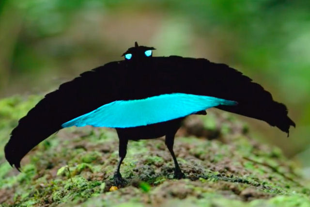 Ornitlogos conseguem gravar novamente o fantstico ritual de cortejo da soberba ave-do-paraso