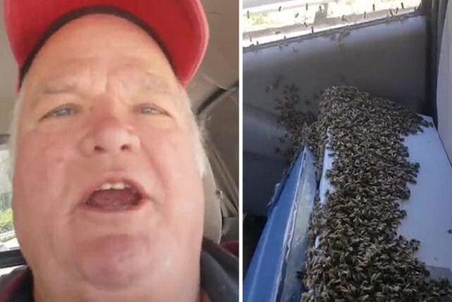 Homem dirige 65 quilmetros com 3.000 abelhas soltas em sua pickup e no sofre nenhuma picada