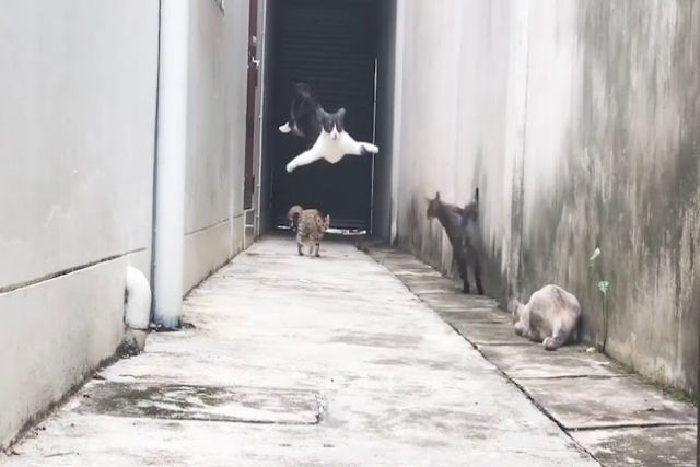 Gato ninja evita confronto com outros felinos em um beco