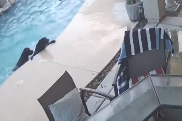 Co heroicamente salta na piscina para resgatar seu amigo canino que no conseguia sair