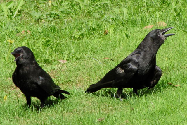 Por que os corvos grasnam quando morre um membro de seu grupo