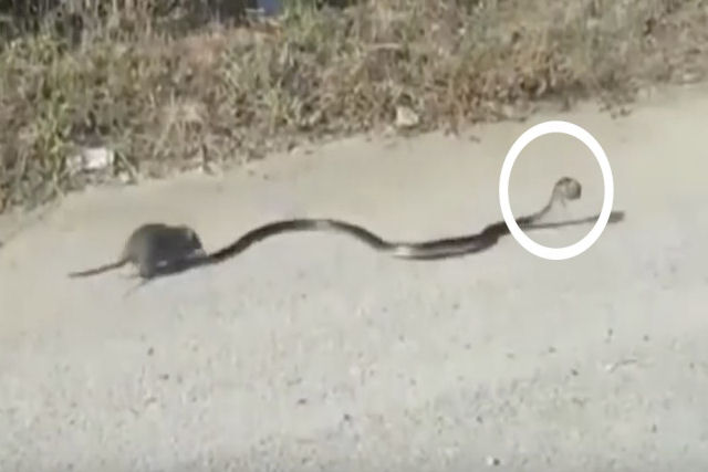 Mame ratazana bota cobra pra correr, depois de obrig-la a cuspir seu filhote