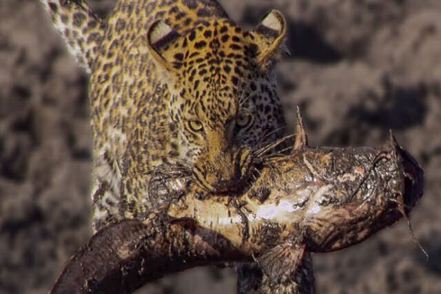Imagens raras mostram a famlia de leopardos famintos aprendendo a pescar