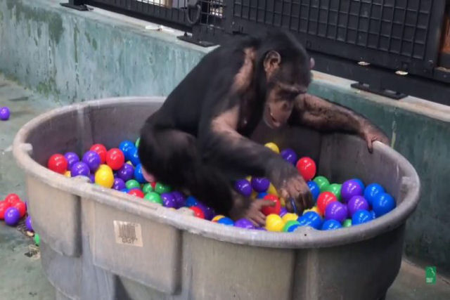 A alegria desses chimpanzs resgatados brincando em uma piscina de bolinhas coloridas