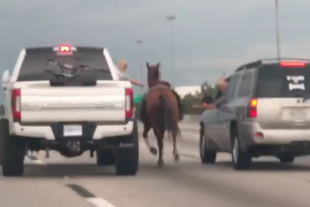 Motoristas capturam um cavalo encilhado que galopava por uma rodovia dos EUA