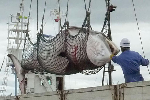 Uma brecha legal permite aos japoneses caÃ§ar centenas de baleias grÃ¡vidas com a desculpa de Â«pesquisa cientÃ­ficaÂ»