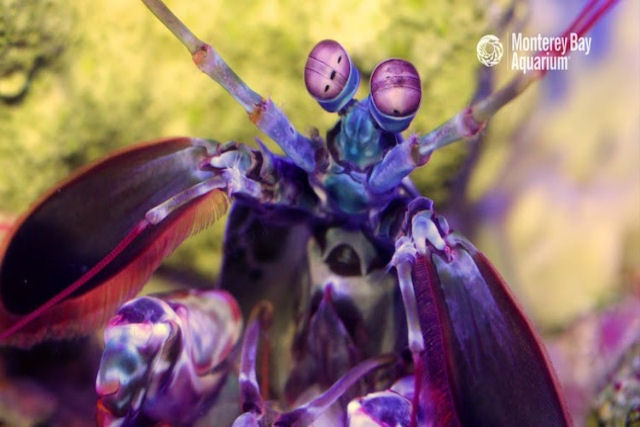 A beleza surpreendente de um camarão louva-a-deus em cores vivas