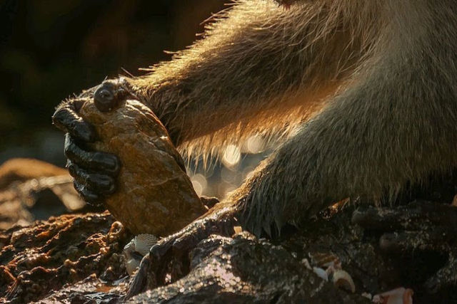 Macacos tailandeses usam inteligentemente rochas para abrir as conchas de frutos do mar
