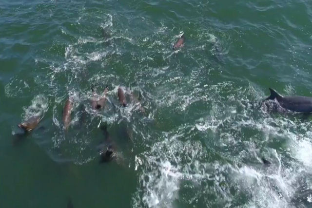 Drone registra 1.500 golfinhos brincando com duas baleias-jubarte na Califrnia