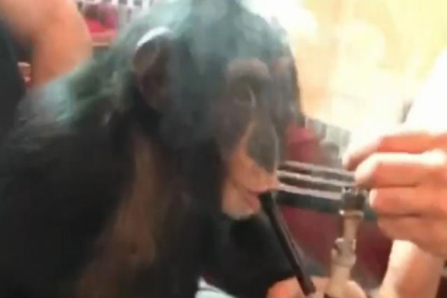 Blogueiro xarope faz um macaco fumar e as redes esto indignadas