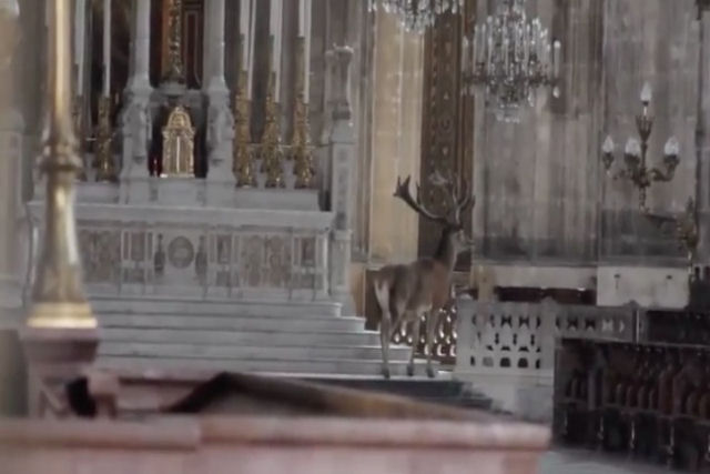 Um veado selvagem foi gravado vagando em uma catedral francesa em um belo vdeo