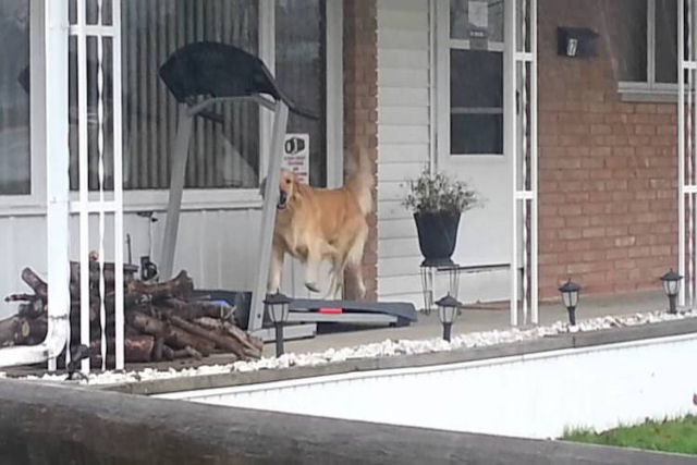 Co esperto decide correr na esteira da varanda em um dia chuvoso