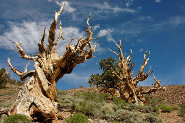 Pinus longaeva: as retorcidas criaturas mais longevas do mundo